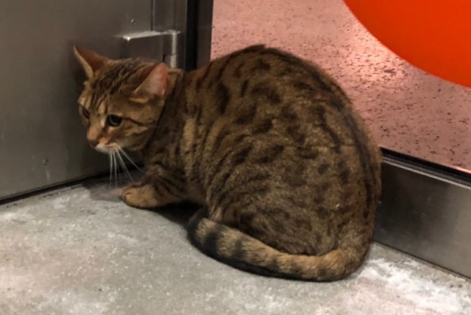 Alerta de Hallazgo Gato  Desconocido Sierre Suiza