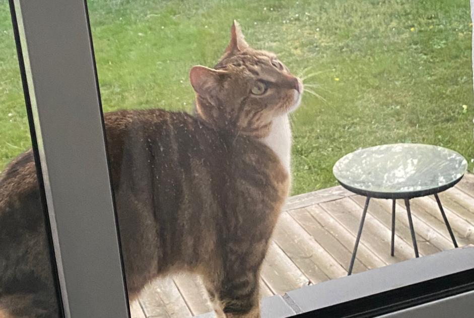 Alerta de Hallazgo Gato Desconocido Anglet Francia