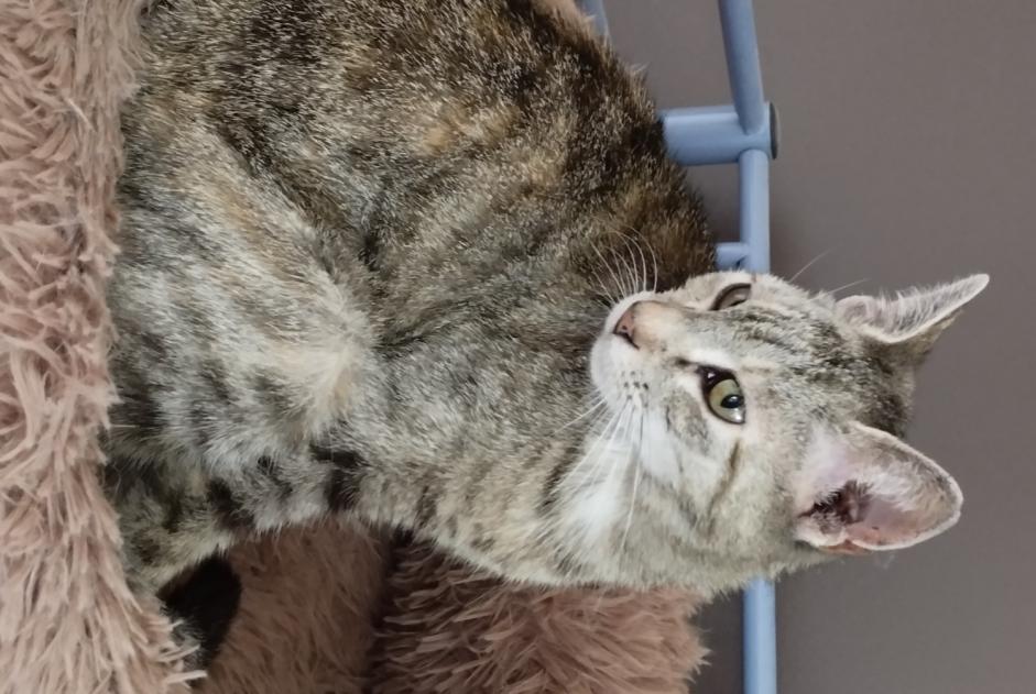 Alerta de Desaparición Gato Hembra , 10 años Saint-Maurice-de-Gourdans Francia