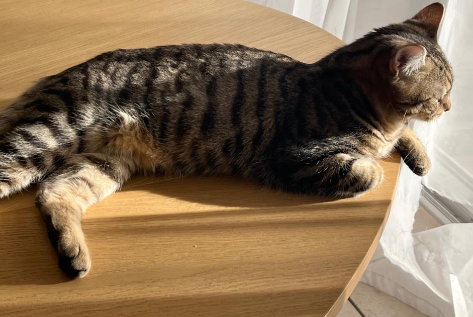 Alerta de Desaparición Gato Macho , 1 años St Blaise Suiza