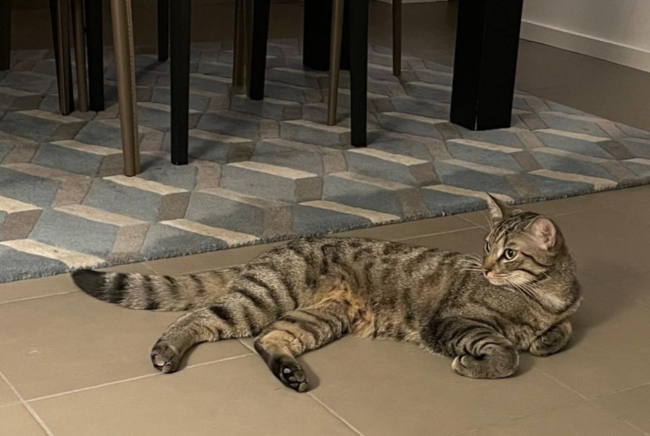 Alerta de Desaparición Gato Macho , 1 años Chavannes-des-Bois Suiza