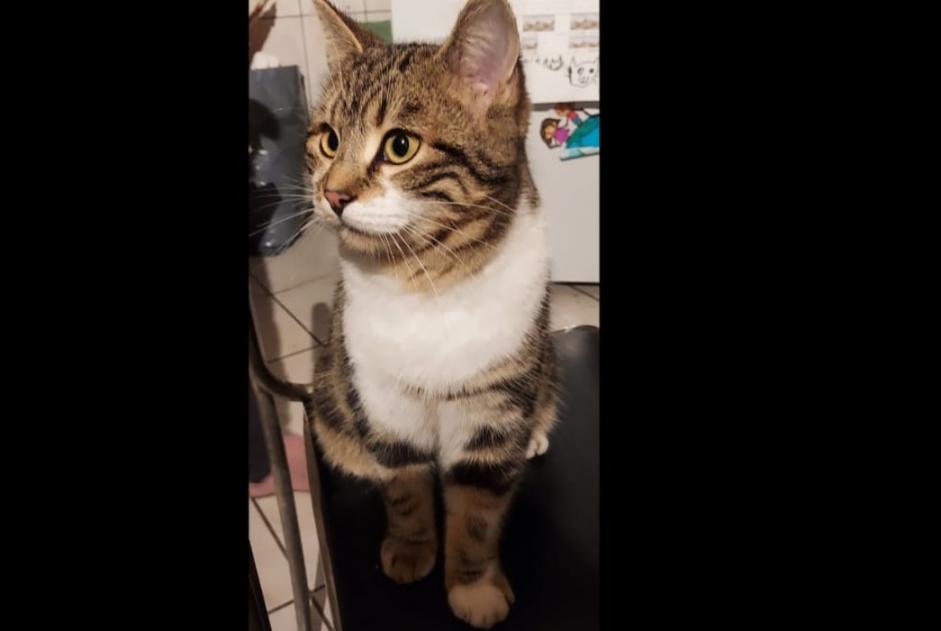 Alerta de Desaparición Gato Macho , 1 años Torny Suiza