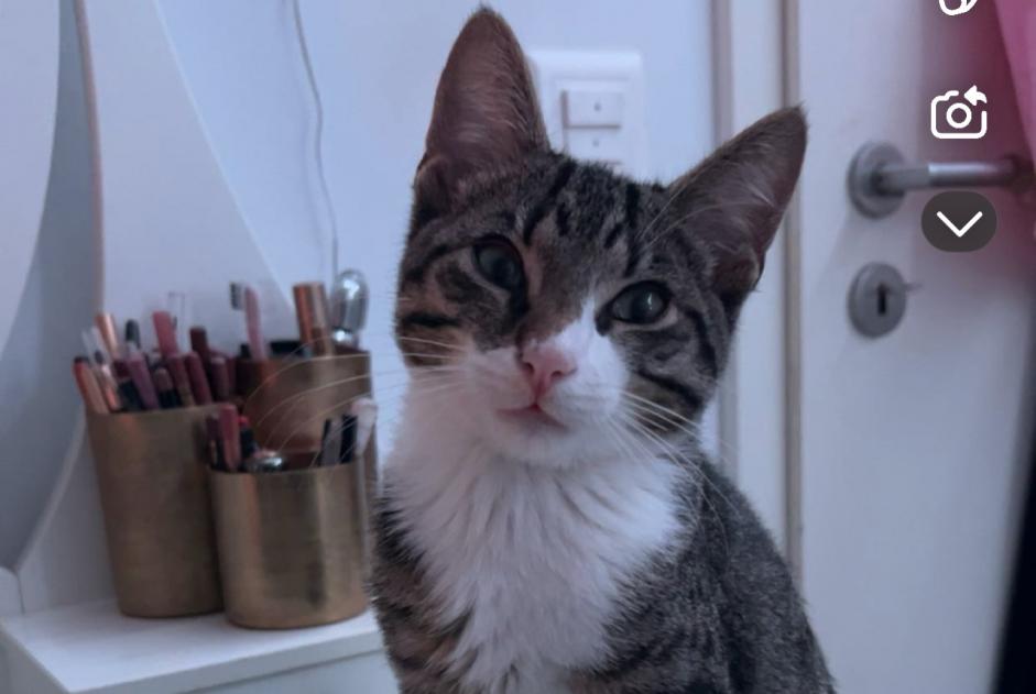 Alerta de Desaparición Gato Macho , 1 años Neuchâtel Suiza