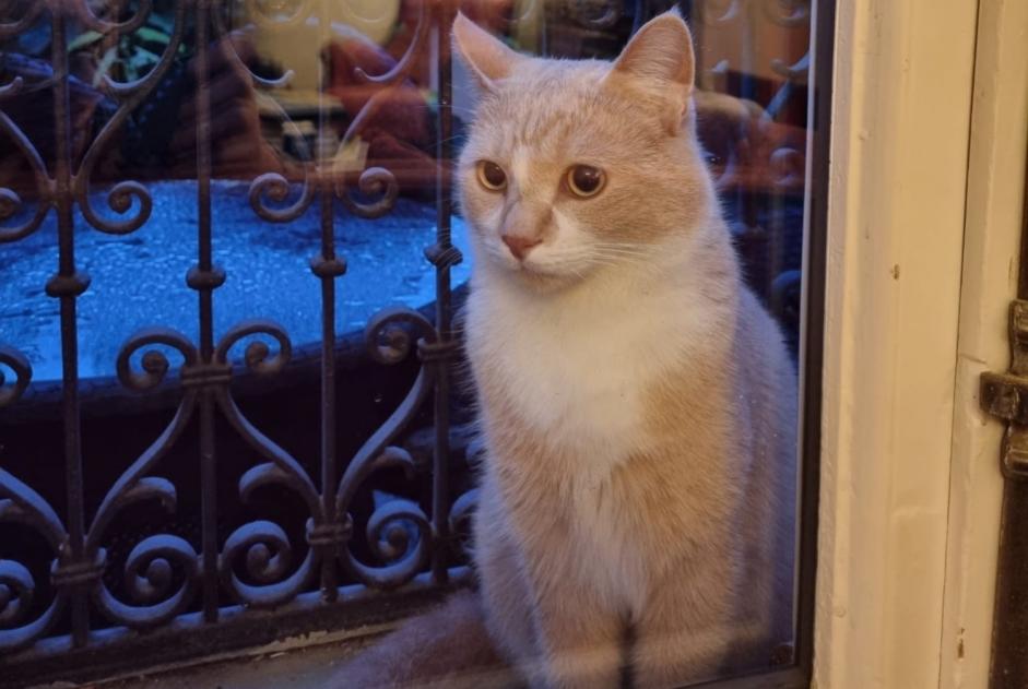 Alerta de Desaparición Gato cruce Macho , 4 años Montreux Suiza