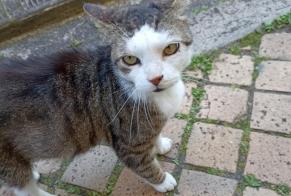 Alerta de Desaparición Gato cruce Macho , 12 años Bordeaux Francia