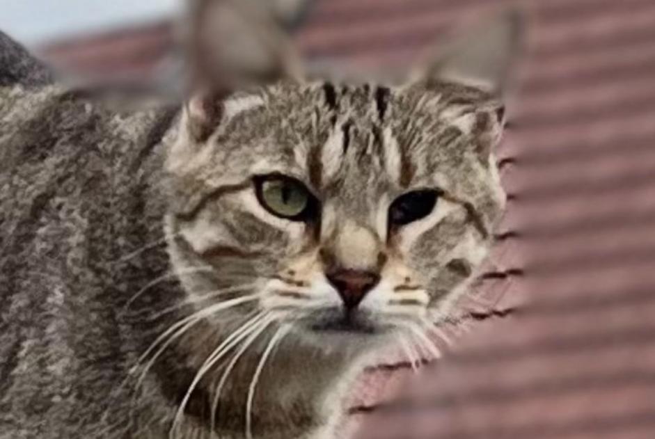 Alerta de Desaparición Gato cruce Macho , 7 años Veyrier Suiza