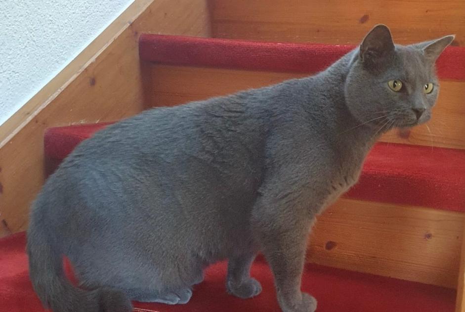 Alerta de Desaparición Gato  Macho , 10 años Gletterens Suiza