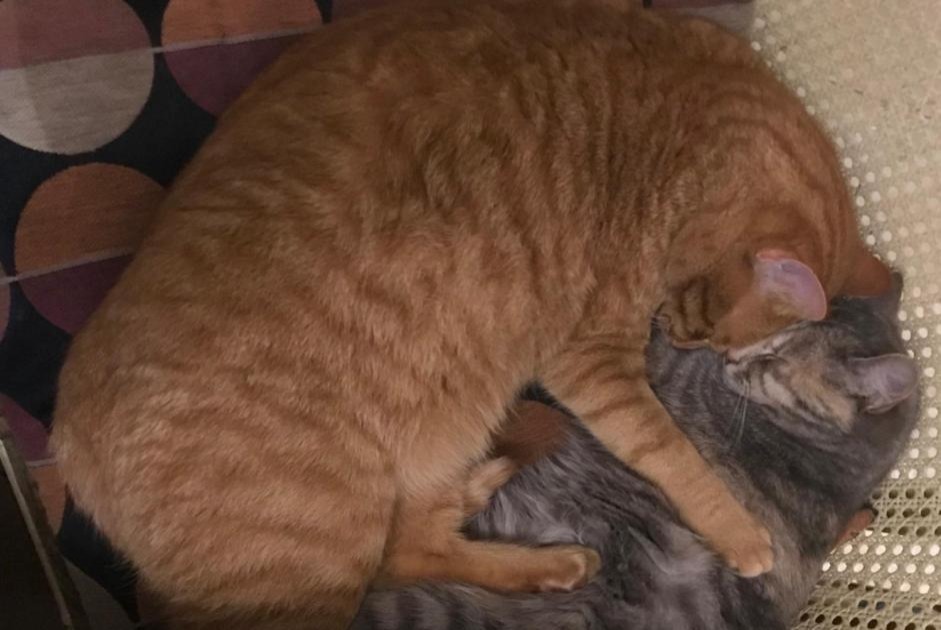 Alerta de Desaparición Gato  Macho , 2 años Saint-Aubin-de-Nabirat Francia