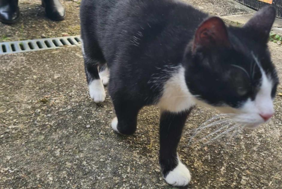 Alerta de Hallazgo Gato Desconocido Croutelle Francia