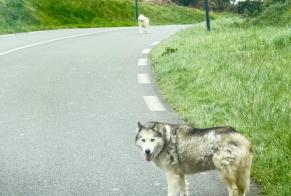 Alerta de Hallazgo Perro  Desconocido Saint-Laurent-Bretagne Francia