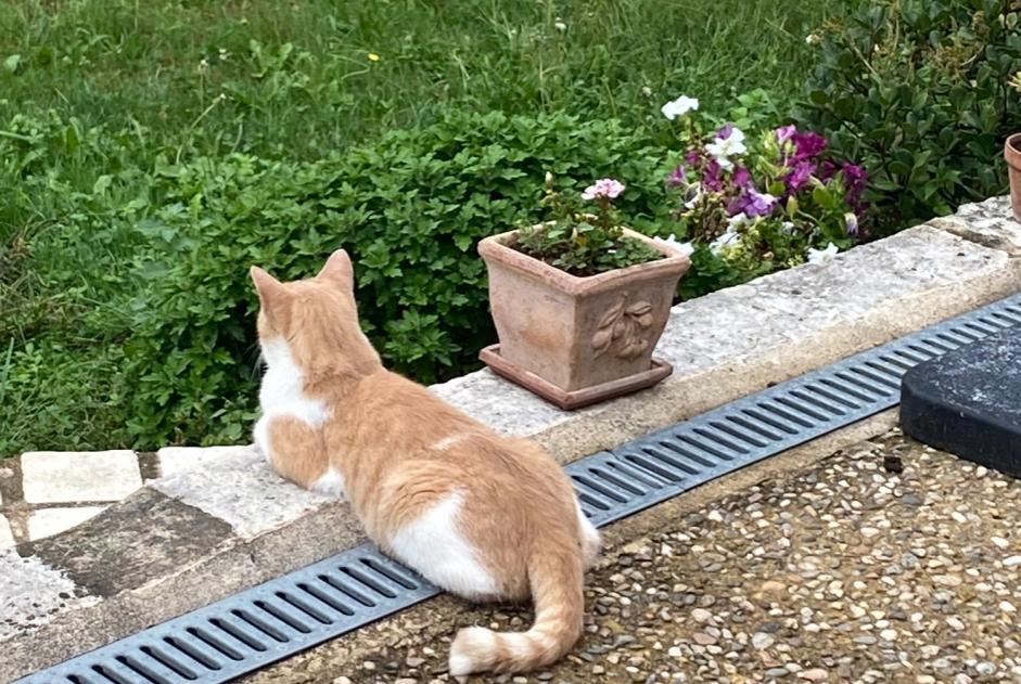 Alerte Disparition Chat  Mâle , 2 ans Vergt France