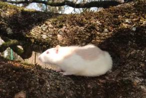 Alerte Disparition Autre rat Mâle , 2024 ans Le Bourget-du-Lac France