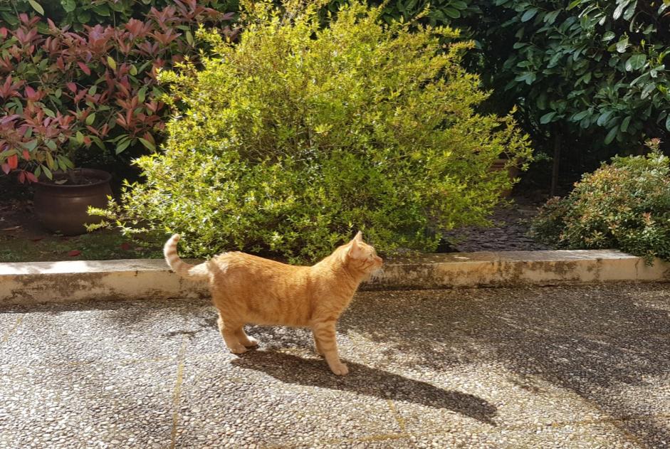 Alerte Disparition Chat Mâle , 3 ans Dardilly France