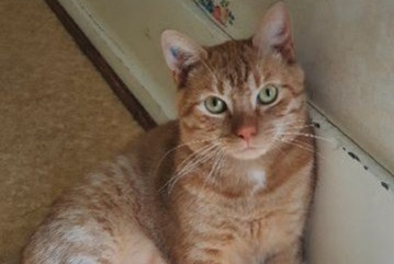 Alerte Disparition Chat Mâle , 3 ans Dardilly France