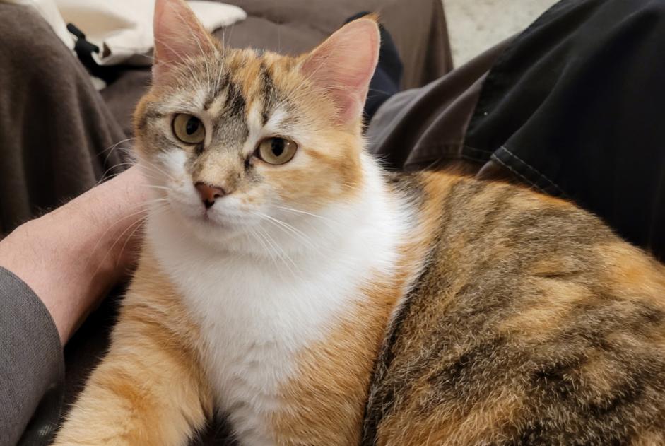 Alerte Disparition Chat  Femelle , 2 ans Saverdun France