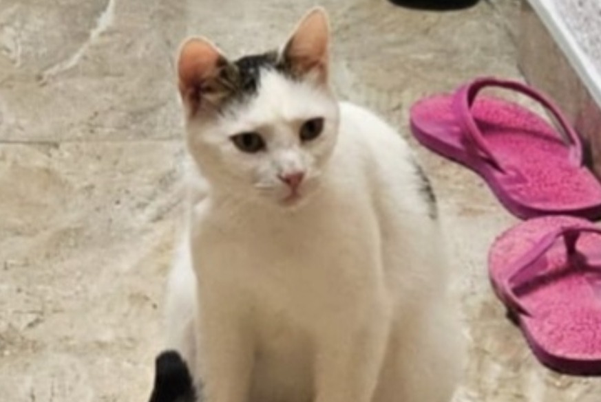 Alerte Disparition Chat Mâle , 2 ans Boncourt Suisse