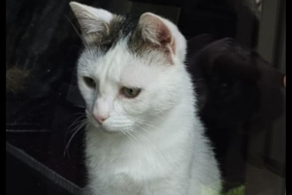 Alerte Disparition Chat Mâle , 2 ans Boncourt Suisse