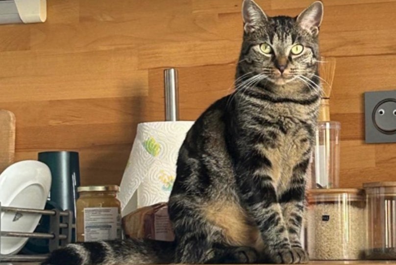 Alerte Disparition Chat  Femelle , 3 ans Chécy France