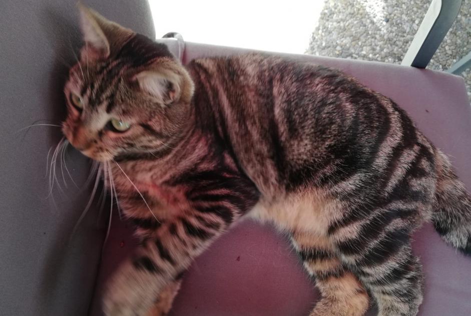 Alerte Disparition Chat  Femelle , 1 ans Cornaux Suisse