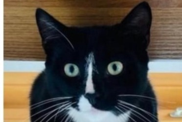 Alerte Disparition Chat croisement Mâle , 2 ans Val-de-Charmey Suisse