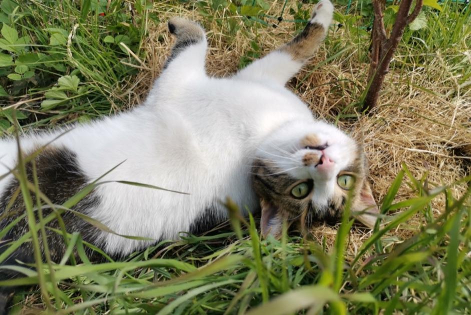 Alerte Disparition Chat Mâle , 4 ans La Rippe Suisse