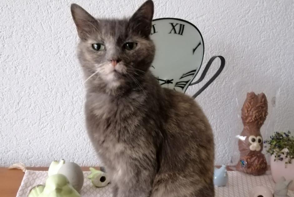 Alerte Disparition Chat Femelle , 12 ans Nyon Suisse