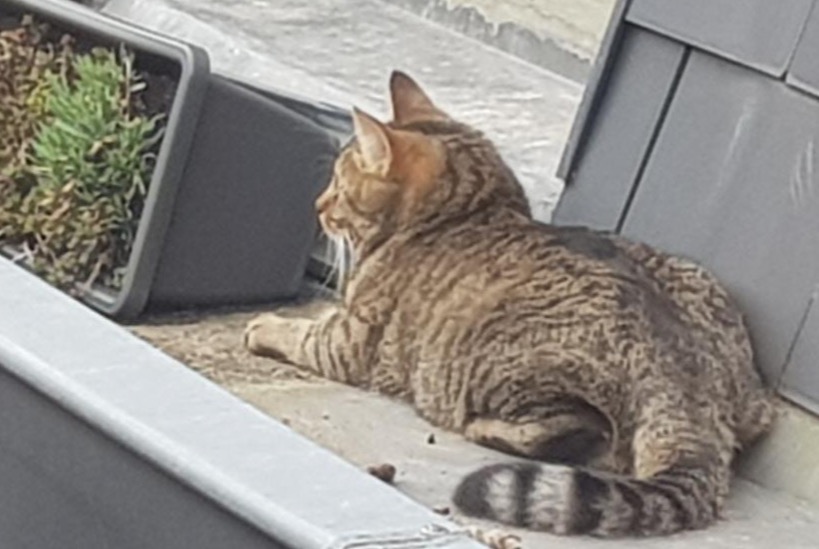 Alerte Disparition Chat Mâle , 2 ans Liège Belgique