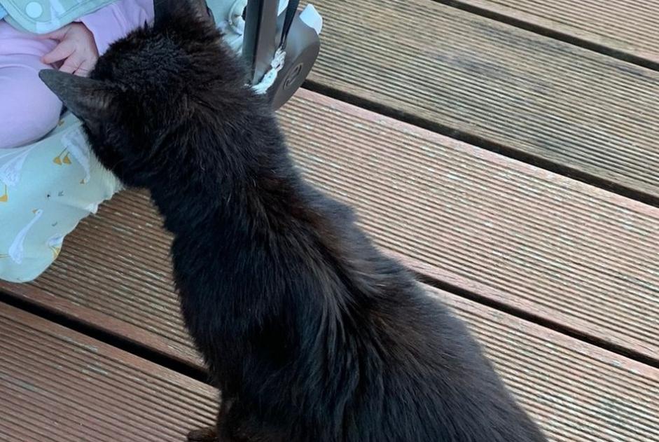 Alerte Disparition Chat croisement Mâle , 16 ans Liège Belgique