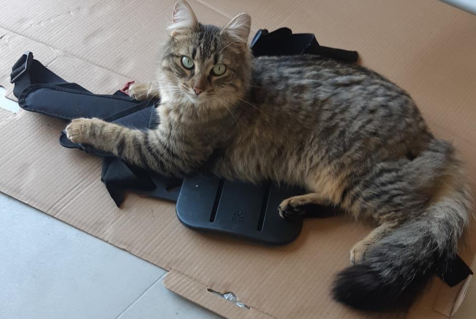 Alerte Disparition Chat croisement Mâle , 3 ans Theys France