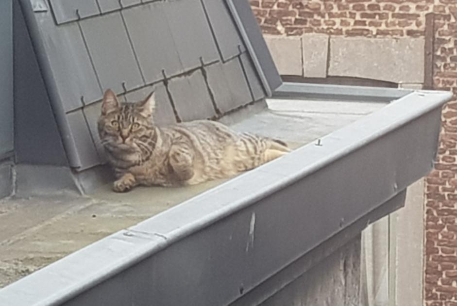 Alerte Disparition Chat Mâle , 2 ans Liège Belgique