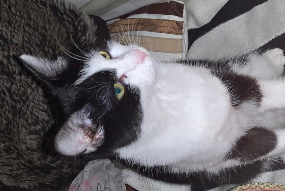 Alerte Disparition Chat  Femelle , 1 ans Bex Suisse