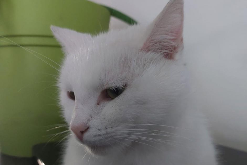 Alerte Disparition Chat Mâle , 3 ans Oerle Belgique