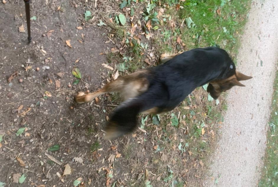 Alerte Découverte Chien  Mâle Vernier Suisse