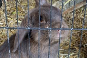 Alerte Disparition Lapin Mâle , 2024 ans Confignon Suisse