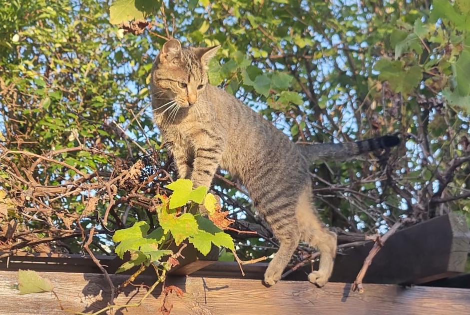 Alerte Découverte Chat Femelle Morges Suisse