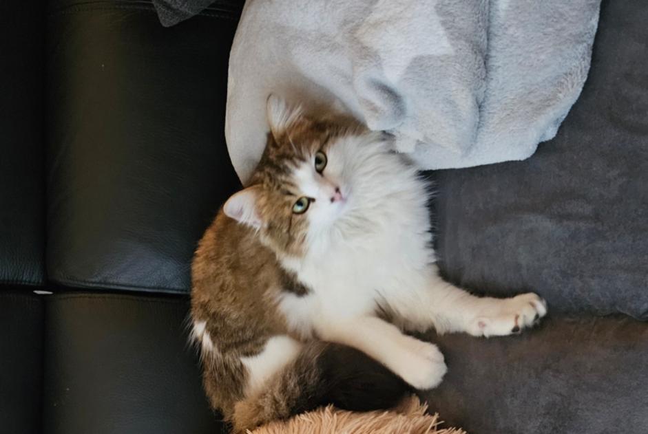 Alerte Disparition Chat Mâle , 1 ans Tafers Suisse