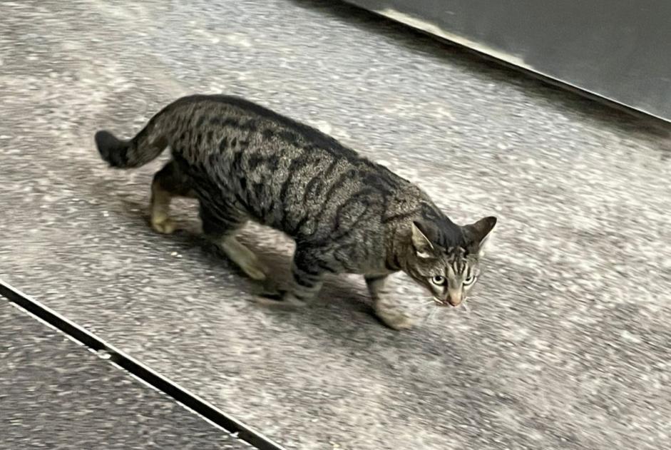 Alerte Découverte Chat croisement Inconnu Martigny Suisse