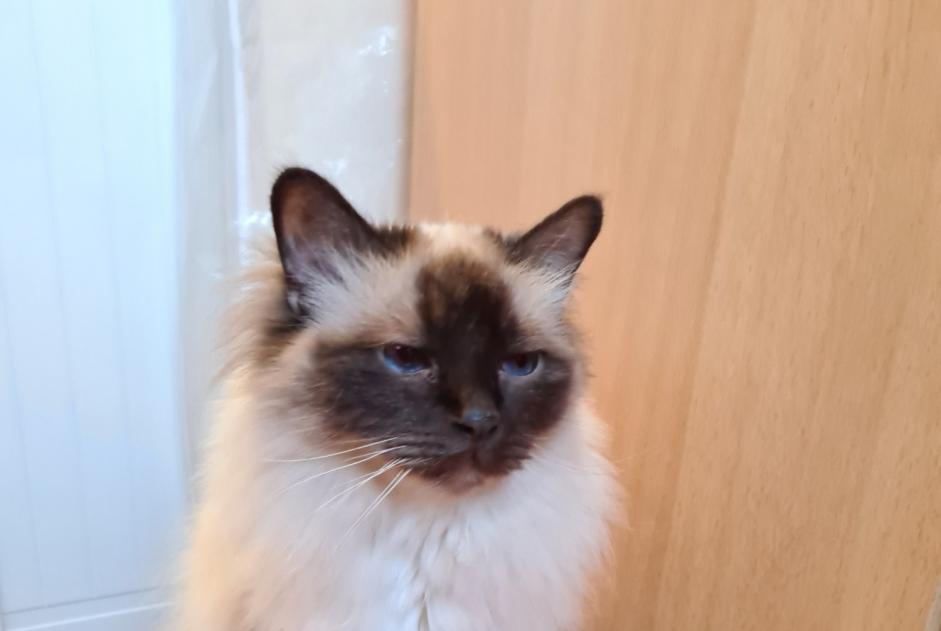 Alerte Disparition Chat  Mâle , 11 ans Vernier Suisse