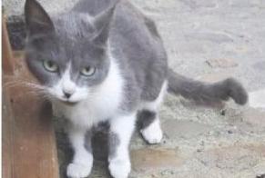 Alerte Découverte Chat Femelle Villefranche-de-Rouergue France