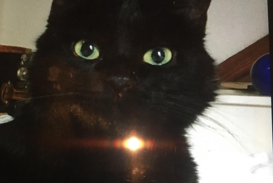 Alerte Disparition Chat Femelle , 15 ans Territet Suisse