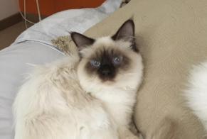 Alerte Disparition Chat  Mâle , 8 ans Veyrier Suisse