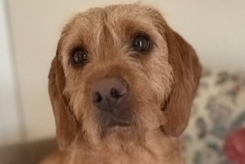 Alerte Disparition Chien  Mâle , 1 ans Corsier Suisse