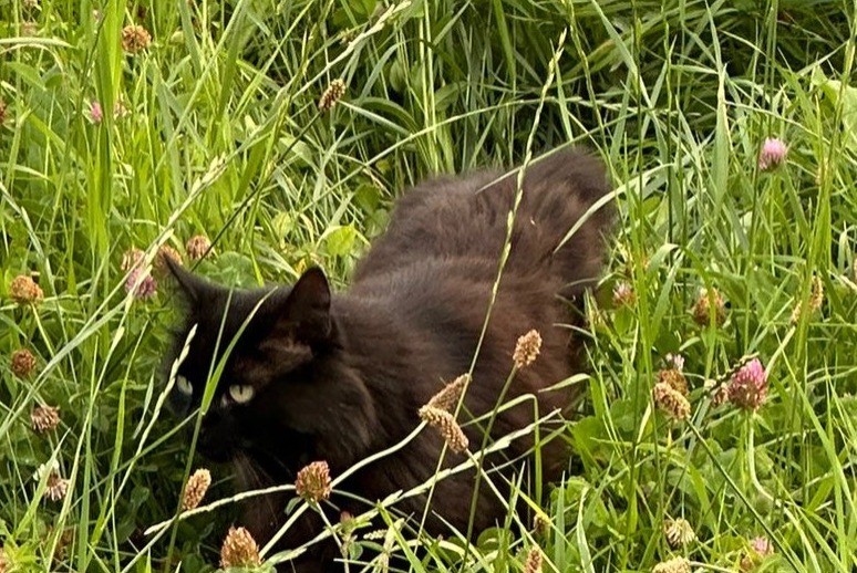 Alerte Disparition Chat Mâle , 8 ans Rolle Suisse