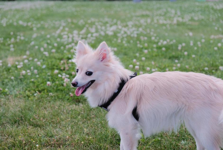 Alerte Disparition Chien  Femelle , 1 ans Leuze-en-Hainaut Belgique