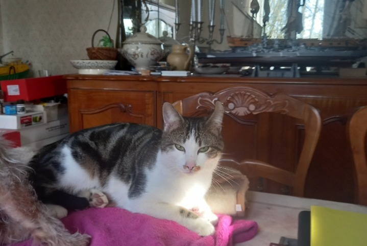 Alerte Disparition Chat  Mâle , 3 ans Hyères France