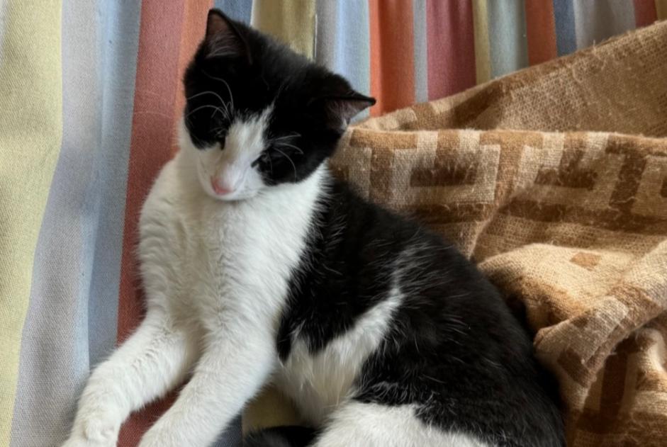 Alerte Disparition Chat Mâle , 0 ans Tentlingen Suisse