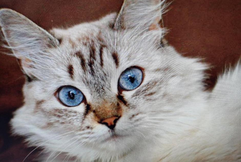 Alerte Disparition Chat  Femelle , 11 ans Soullans France