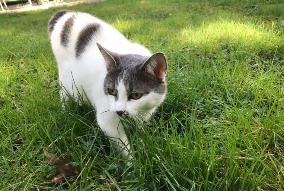 Alerte Disparition Chat croisement Femelle , 6 ans Palluau France