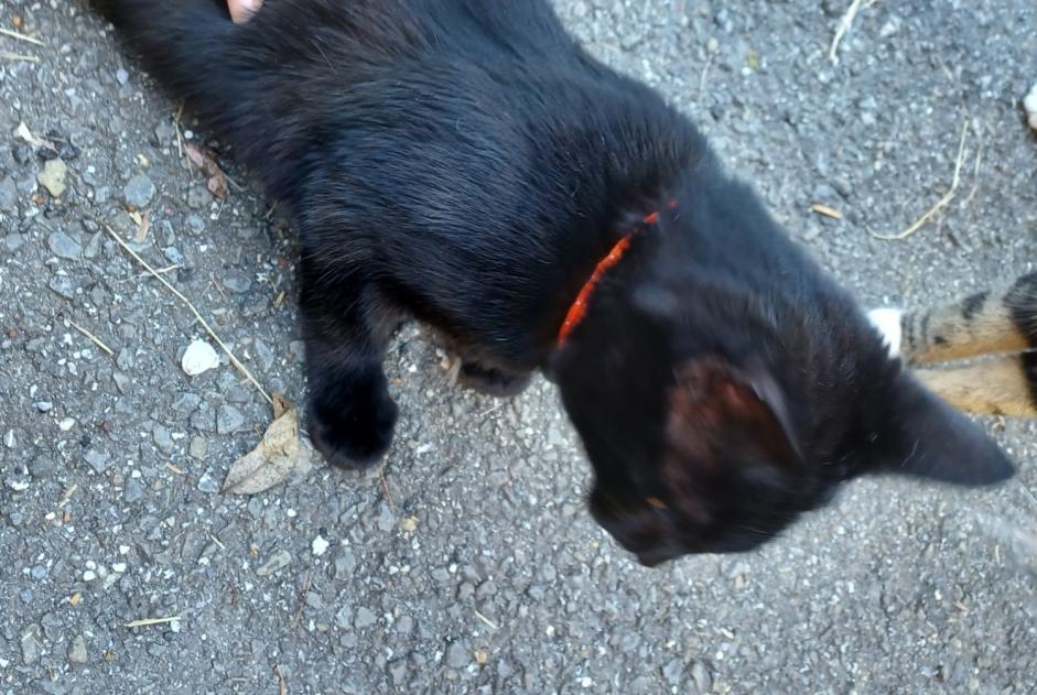 Alerte Découverte Chat Mâle Nendaz Suisse