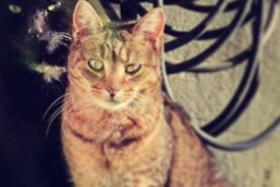 Alerte Disparition Chat Femelle , 9 ans Manage Belgique